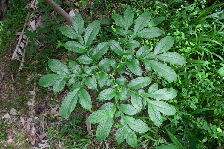 Plant Quiz | Test Knowledge on Trees and Plants of Sri Lanka | Dilmah