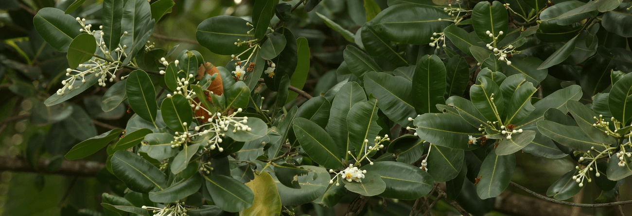 Domba | Penaga Laut Tree | Calophyllum inophyllum | Trees in Sri Lanka