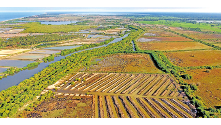 A second chance for mangroves