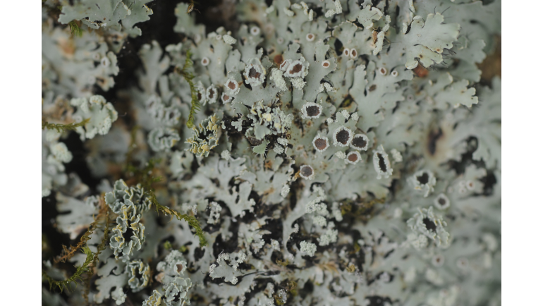 Dilmah Conservation webinar on lichens and nitrogen pollution