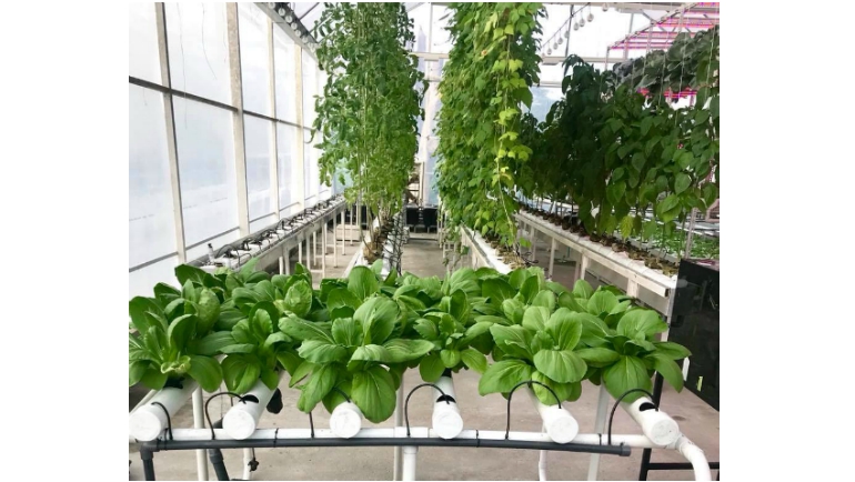 Growing Vertically: Dilmah Conservation launches hydroponics