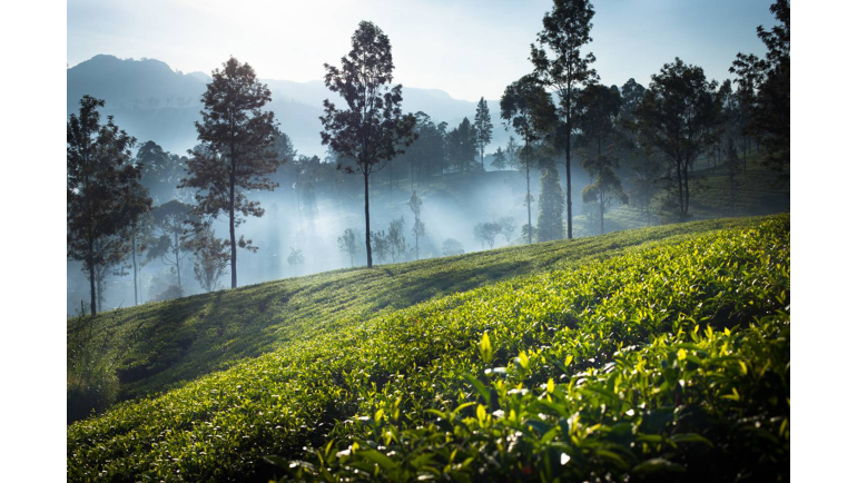 How quality tea makes a difference