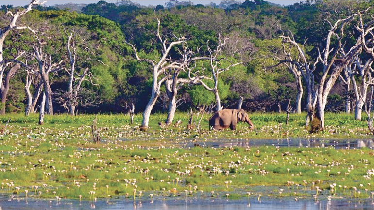 Biodiversity Sri Lanka hosts annual technical sessions