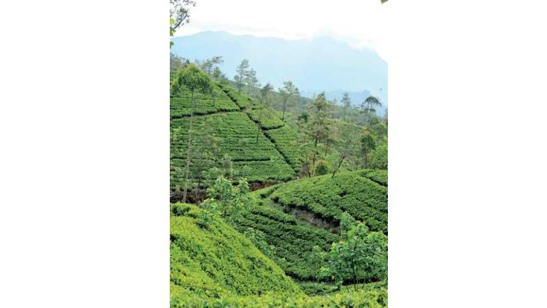Kahawatte Plantation scores top 33 tea prices;...