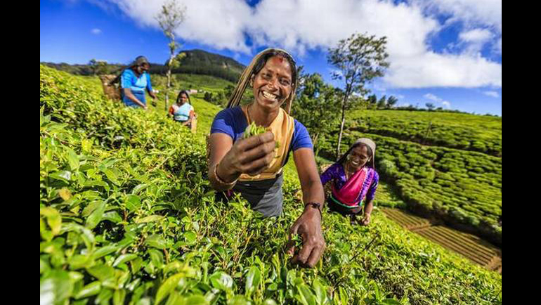 150 years after the first tea plantation was established in Sri Lanka