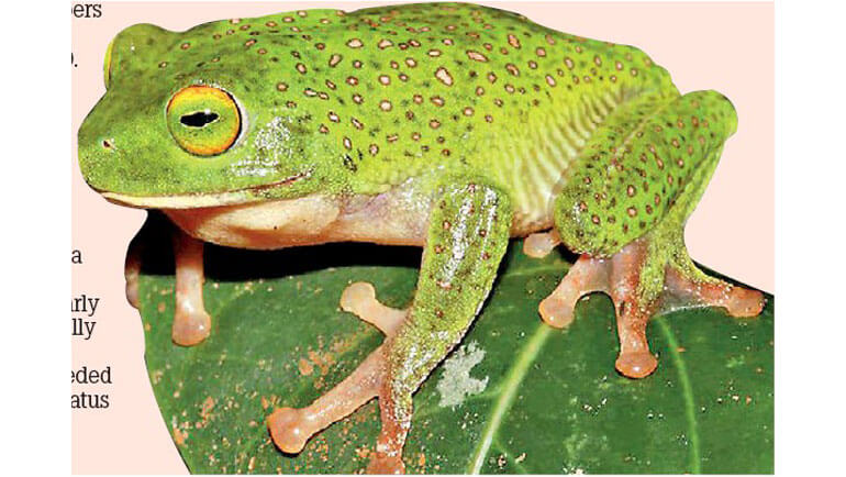 IUCN Red List Training on Amphibians