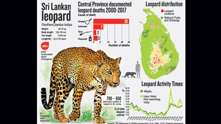 Don’t frighten leopards out of existence