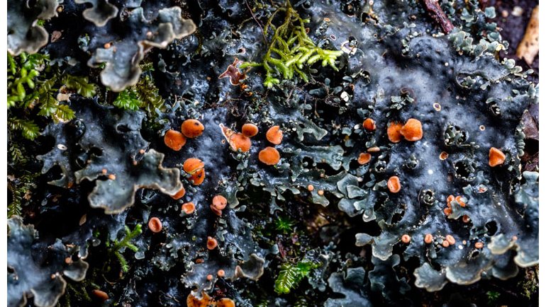 How Matthew Cicanese’s Macro Images Of Lichen...