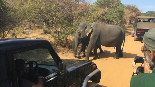 Bid to Save Jumbos From Extinction