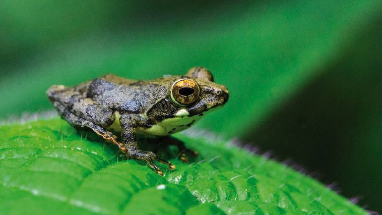 New assessment shows Sri Lanka’s amphibians being...