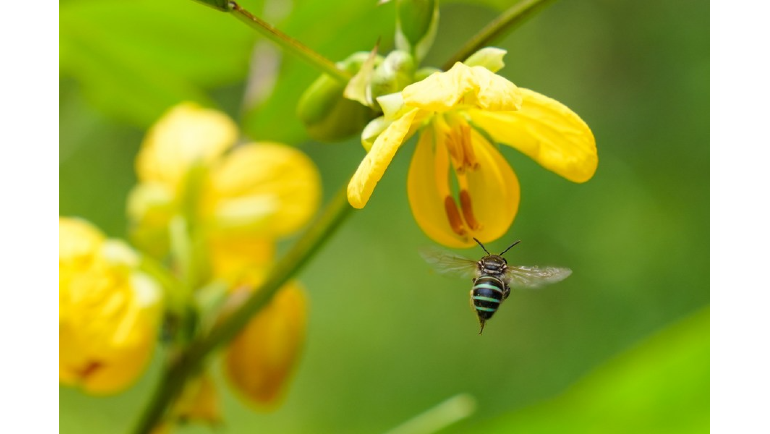 Sri Lanka's butterfly garden enlightens next generation to protect home planet