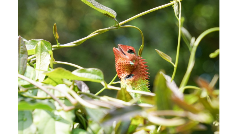 Sri Lanka's butterfly garden enlightens next generation to protect home planet