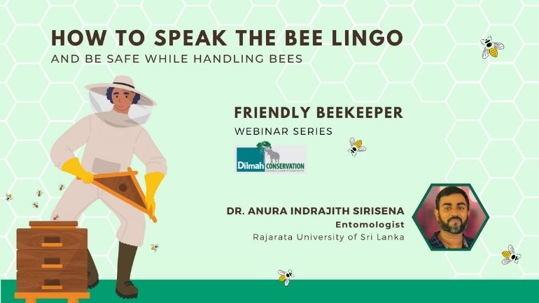 How to Speak the Bee Lingo & Safely Handle Bees| Dilmah PRESSROOM