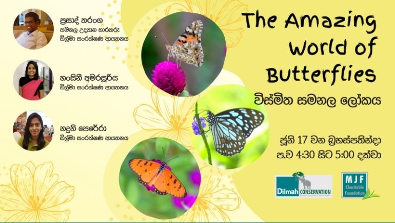The Amazing World of Butterflies The Amazing World of Butterflies