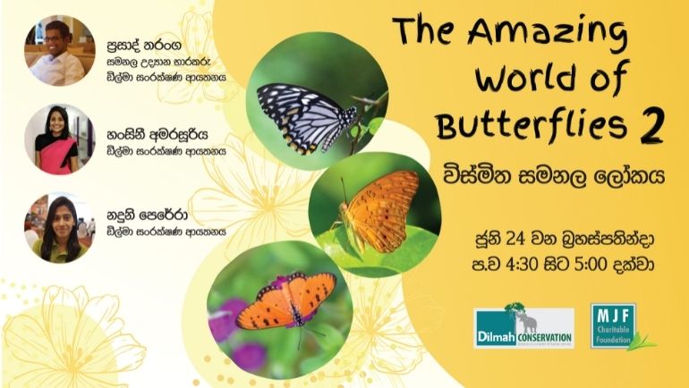 The Amazing World of Butterflies 2 -"The