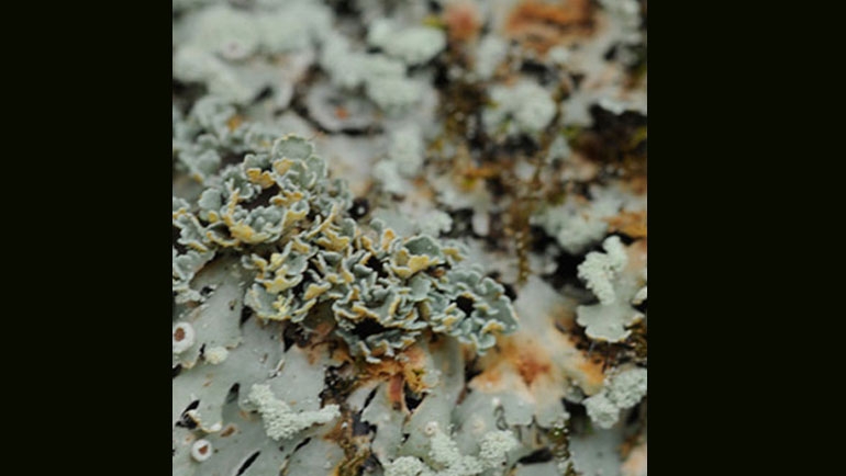New Lichen Species Named After Dilmah’s Queensberry...