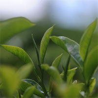 Dilmah and the MJF Group awarded ISO...