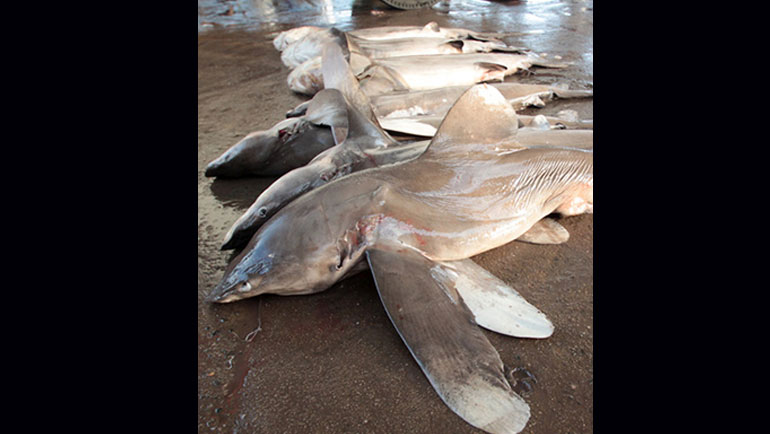 Sharks and manta rays receive UN protection