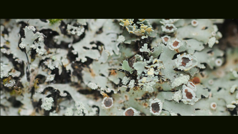 Eighty-Eight New Lichen Records and Eight Lichen Species New to Science Discovered in Sri Lanka