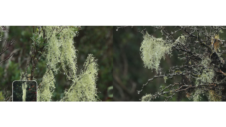 Dilmah Conservation Webinar on Lichens and Nitrogen...