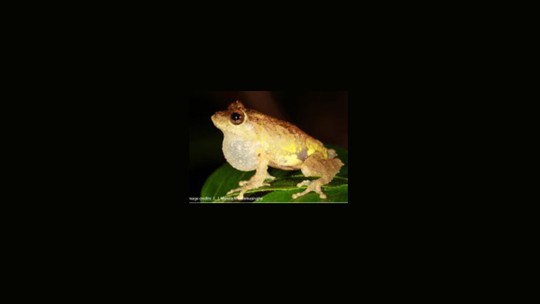 Newly Discovered Shrub Frog Named After Dilmah