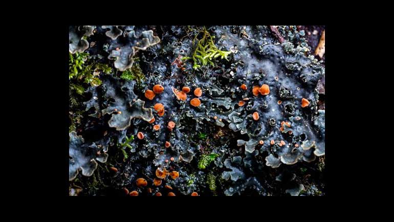 How Matthew Cicanese’s Macro Images Of Lichen Aided a Scientist’s Research