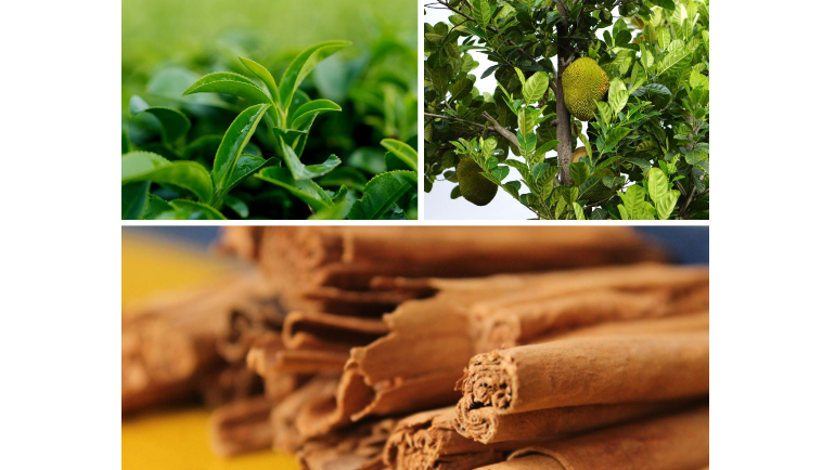 Development of Liquid-Based Tea and Its Antidiabetic...