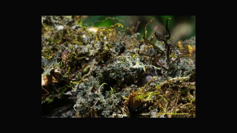 ‘Lichens: the coolest thing you never heard...