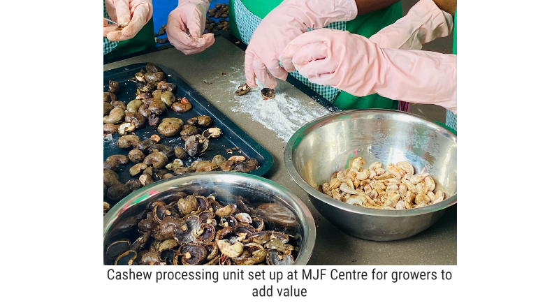 Dilmah’s MJF Centre East Opens Cashew Processing Centre for Smallholders