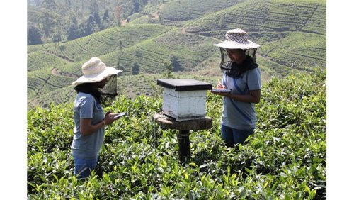 Dilmah Conservation is Building Back Better for Bees with ‘Bee A Keeper’