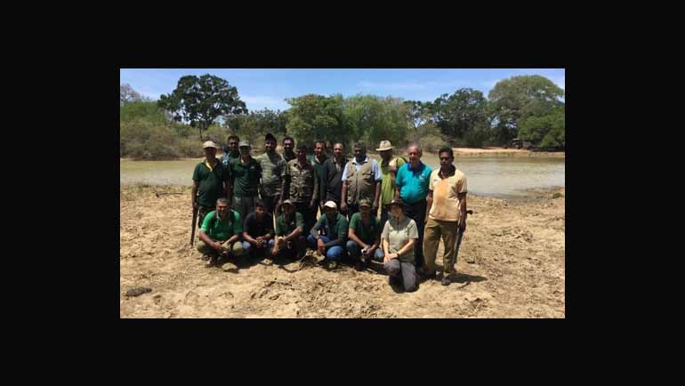 Dilmah Conservation Radio Collar Elephants in Yala to Facilitate Scientific Data Collection