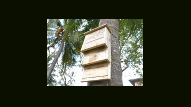 Building homes for the conservation of Sri Lankan bats
