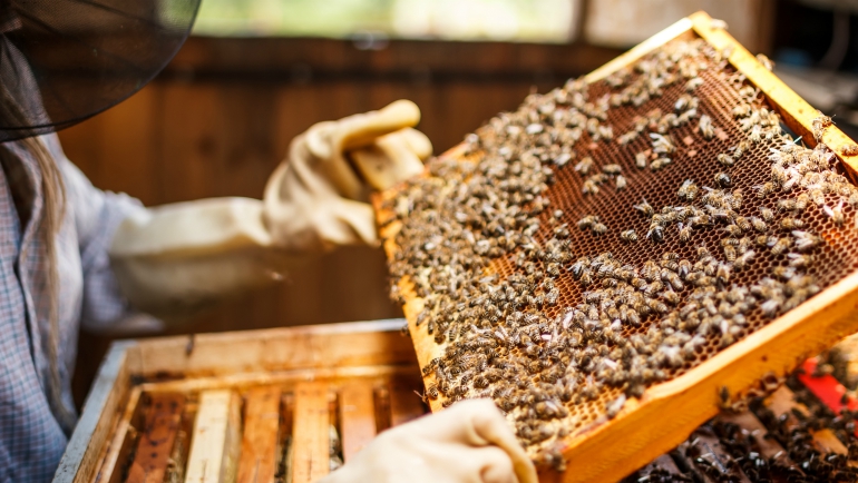 Dilmah Conservation Launches Sustainable Apiculture for the Conservation of Bees