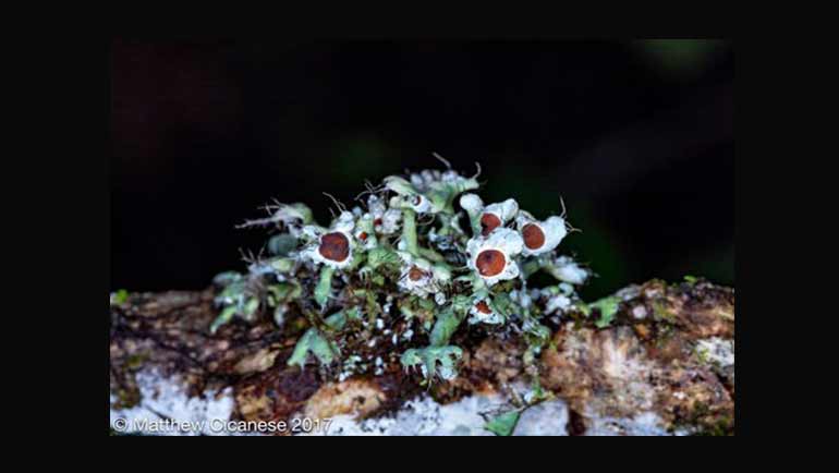 Sri Lanka - Land of Lichens