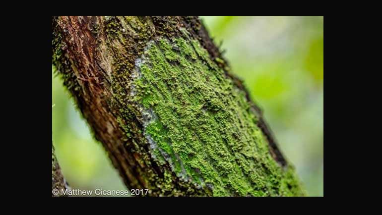 Sri Lanka - Land of Lichens