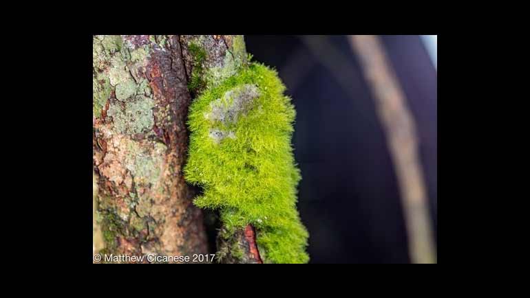 Sri Lanka - Land of Lichens