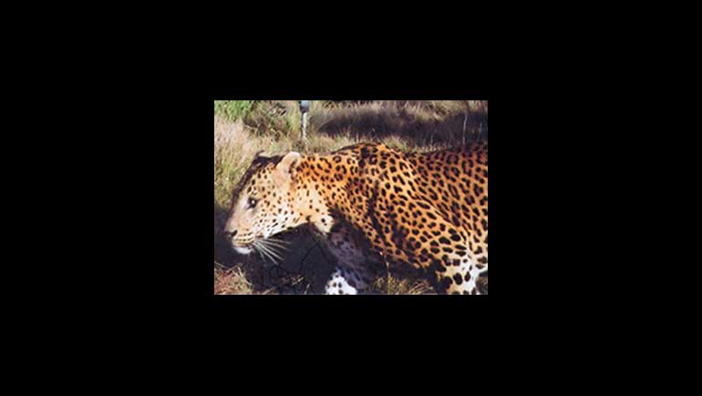 Dilmah together with WWCT opens Leopard Conservation...