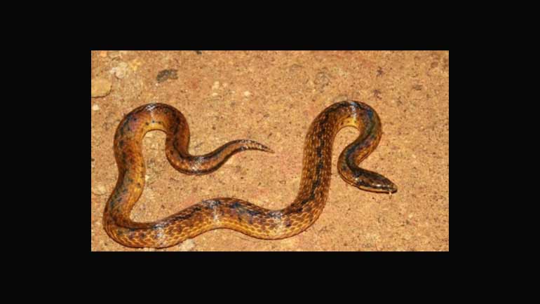 Novel Species of Endemic Snake Discovered in Central Highlands of Sri Lanka