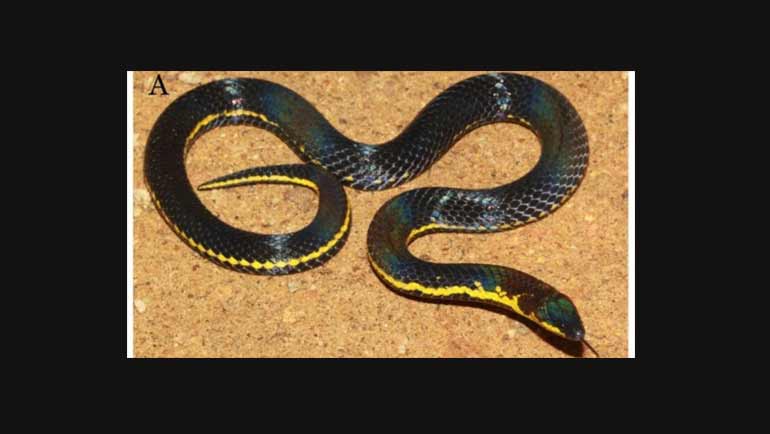 Novel Species of Endemic Snake Discovered in Central Highlands of Sri Lanka