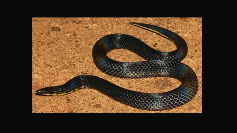 Novel Species of Endemic Snake Discovered in...