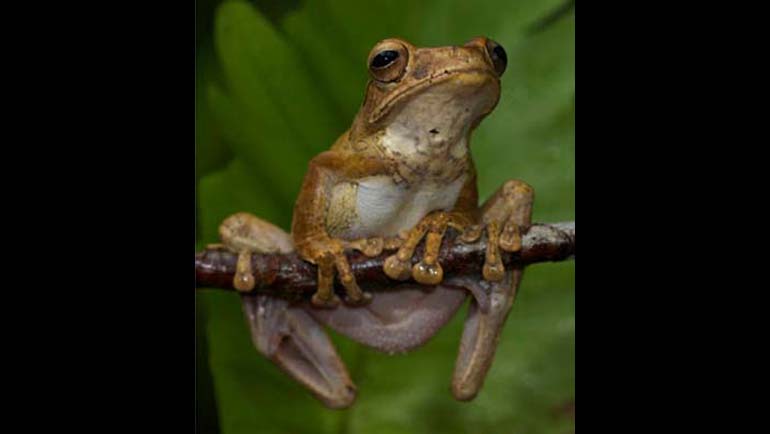 Conserving Sri Lanka’s Unique Island Biodiversity