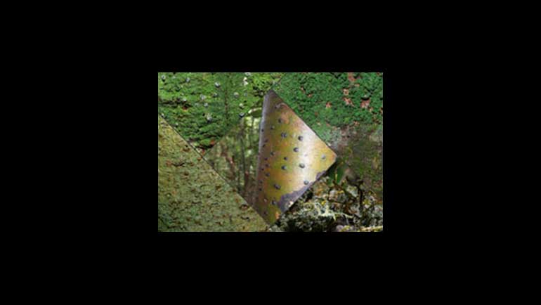 Nine New Lichen Species and 64 New Lichen Records Discovered in Sri Lanka