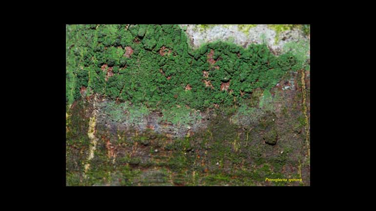 Nine New Lichen Species and 64 New Lichen Records Discovered in Sri Lanka