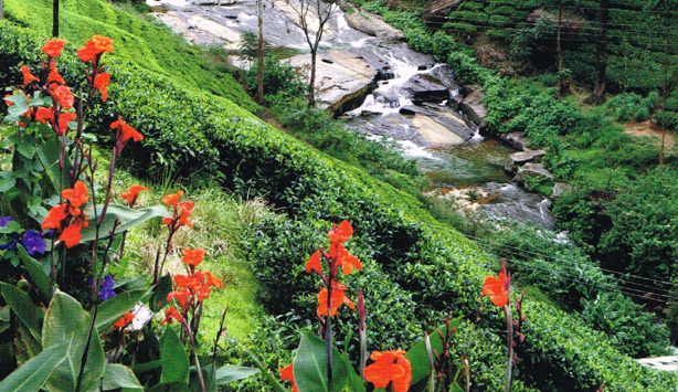 Sri Lanka The Tea Garden Of Eden Dilmah Pressroom News On