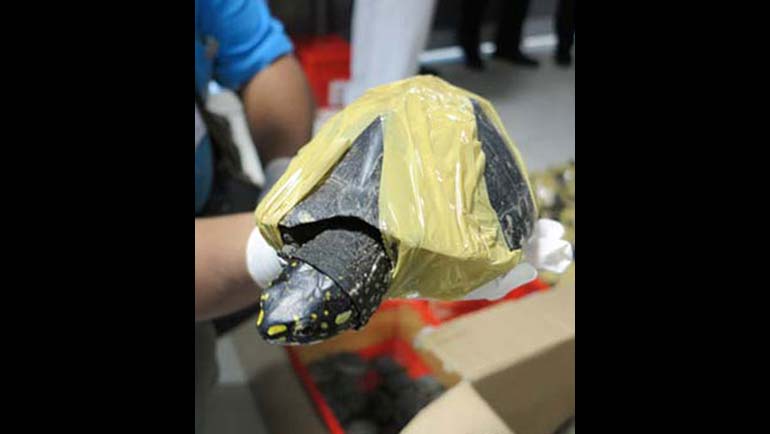 Alarming rise in Black Spotted Turtle trade across Asia
