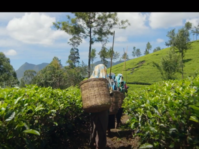 Why Dilmah is different?