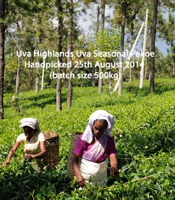 Seasonal Flush 2014 Uva Highlands Uva Seasonal Pekoe