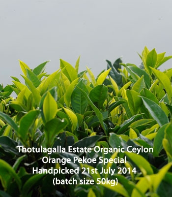 Seasonal Flush 2014 Thotulagalla Estate Organic Ceylon Orange Pekoe Special