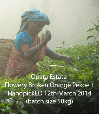 Seasonal Flush 2014 Opata Estate Flowery Broken Orange Pekoe 1