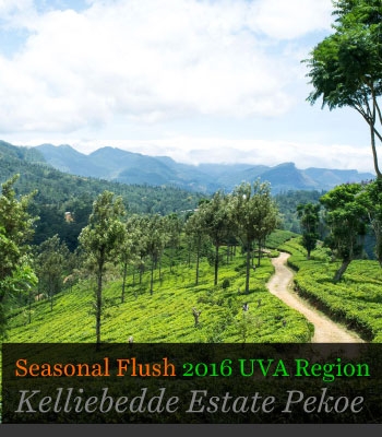 Seasonal Flush 2016 UVA Region Kelliebedde Estate
